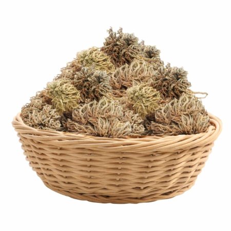 عشبة كف مريم